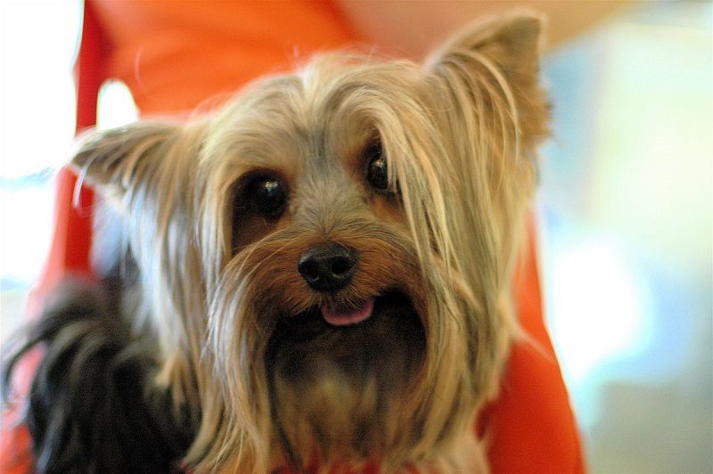 Yorkshire Terrier