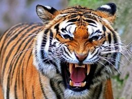 tigre